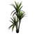 Potted Yucca Tree 160Cm