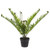 Potted Fern 53Cm