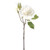 GEM Rose Ivory 37Cm