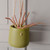 Succulent Pick Glitter Red 26Cm