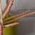 Succulent Pick Glitter Red 26Cm