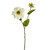 Dolly Zinnia Spray Cream 42Cm