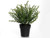 Potted Thyme 28Cm