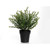 Potted Thyme 28Cm