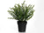 Potted Thyme 28Cm