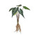 Alocasia Leaves With Roots 30Cm