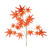Essential Autumn Maple x12 - Red