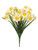 Daffodil Bush Narcissus 48Cm