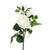 Prize Rose Spray White