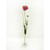 Scabiosa Spray Pink