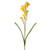 Freesia Spry Yell 2 Heads 69Cm