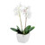 Potted Orchid Mini Cream 33Cm