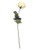 Eternity Rose Stem Antq Peach