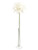 Agapanthus Cream 87Cm