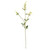 Physostegia Spray Cream 63Cm