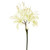 Nerine Cream 70Cm