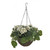 Geranium Hanging Basket Cream