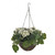 Geranium Hanging Basket Cream