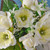 Flora Rose/Anemone Bush Cream
