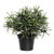 Potted Rosemary 19Cm