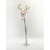 Orchid Baby White