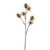 Teasle Spray Gold 64Cm