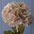 Hydrangea Cream 72Cm