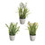 Potted Spring Bulbs 3Ast 20Cm