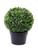 Potted Boxwood Ball 32Cm