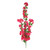 Essential Bouganvillia Trail - Pink