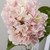 Hydrangea Extra Lge Pink