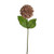 Amelia Zinnia Stem Caramel 46Cm