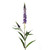 Amelia Veronica Lavender