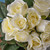 Rose Tied Bundle Cream