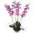Potted Orchid Phalaenopsis Pink