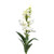 Snapdragon White 59Cm