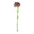 Sweet William Purple 43Cm
