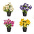 Potted Pansy 30Cm 4 Assorted
