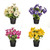 Potted Pansy 30Cm 4 Assorted