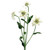 Edelweiss Spray 32Cm