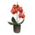 Potted Mini Orchid Dark Pink