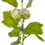 Hop Pick Cream 33Cm