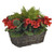 Geranium & Cypress Tree Window Basket Red