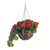 Geranium Hanging Basket Red