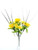 Flora Daffodil Mini Bush Yell