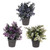 Potted Eucalyptus 3Ast