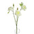 Lydia Ranunculus Spray Cream