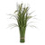 Grass Bundle Dragon Fern