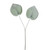 Frosted 2 Leaf Philodendron 48C