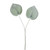 Frosted 2 Leaf Philodendron 48C